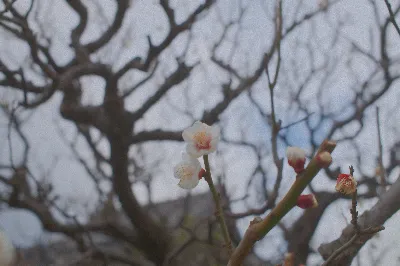 紀州徳川家の梅