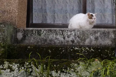 まどろみの猫