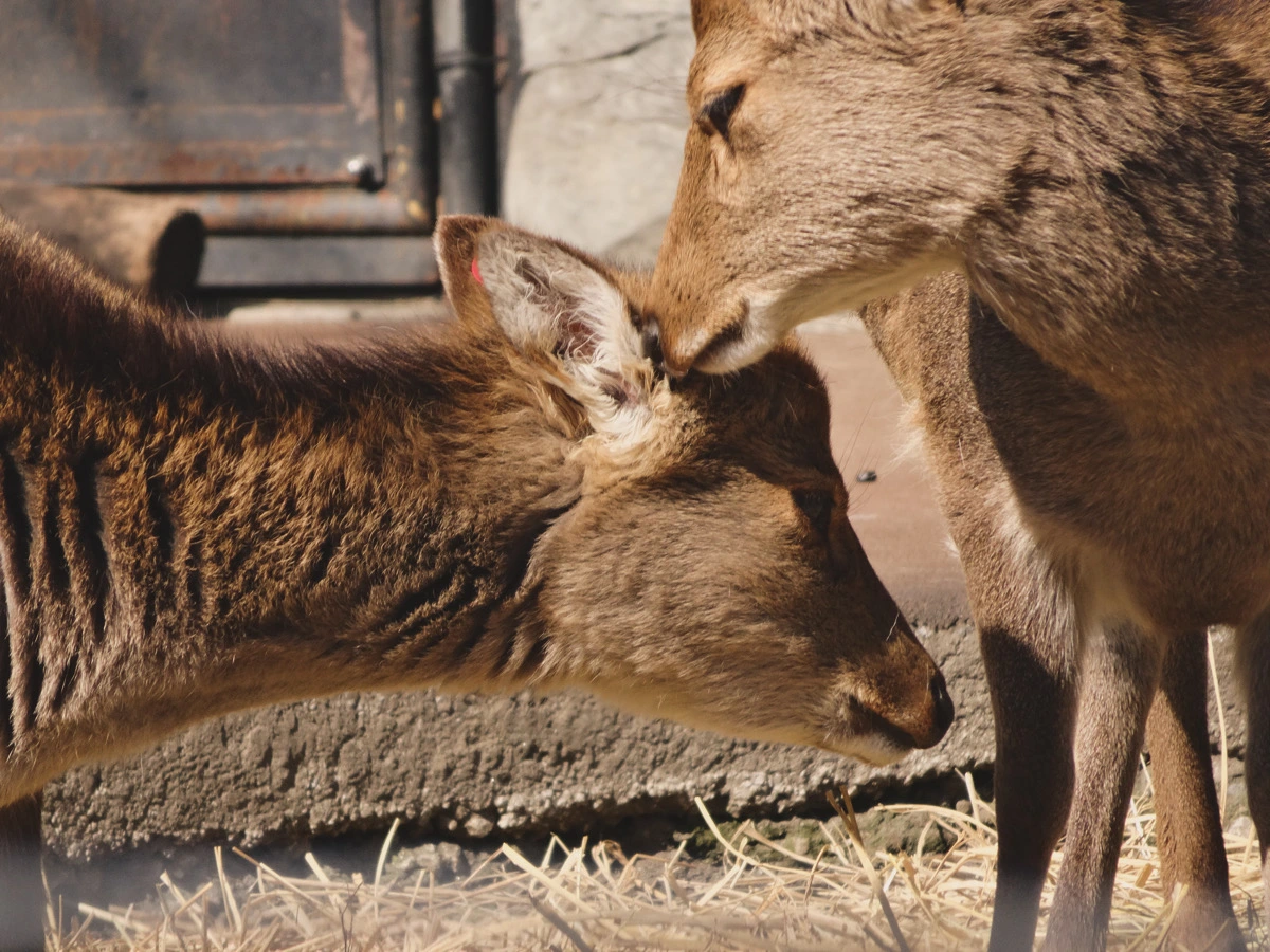鹿の友達