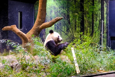 上野動物園のパンダ