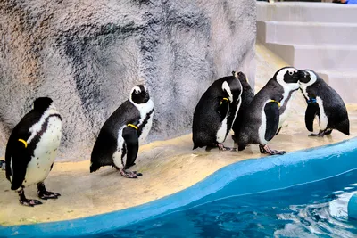 上野動物園のペンギン
